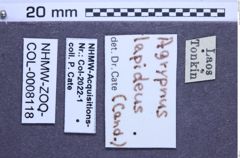 Etiketten zu Agrypnus lapideus (NHMW-ZOO-COL-0008118)